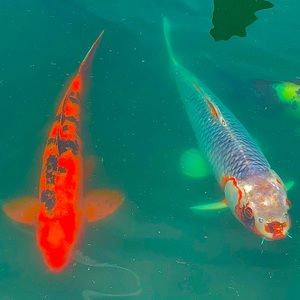 Meet your Posher, Vanesa